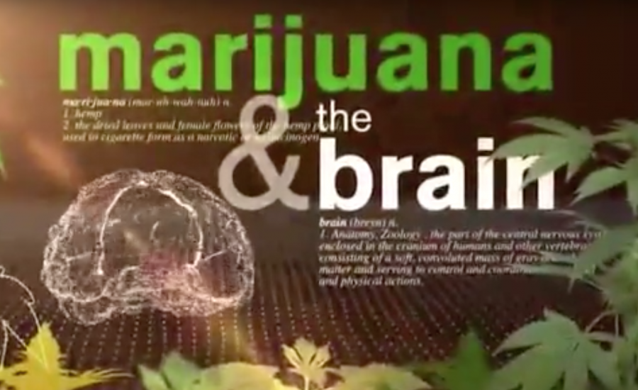 VIDEO: The science of cannabis on the brain.