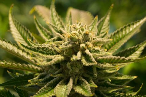New Mexico’s medical cannabis industry balloons at 40,000 patients