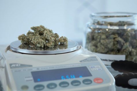 Nevada to allow early sale of social cannabis