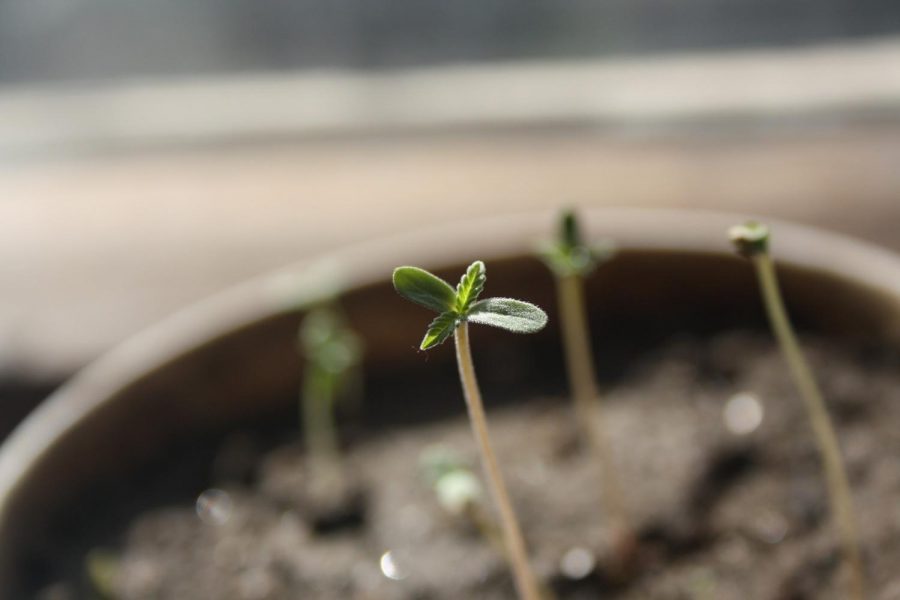 Cannabis+seedling