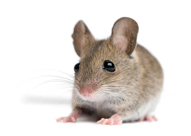 Study shows THC restores cognitive function in older mice