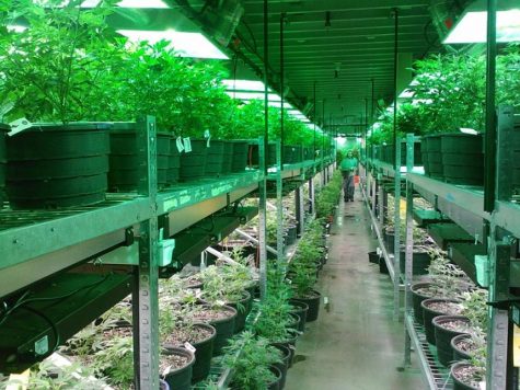 Nevada dispensaries’ product dwindles as emergency measure is taken