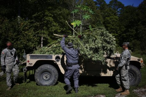 States begin crackdown on black market cannabis