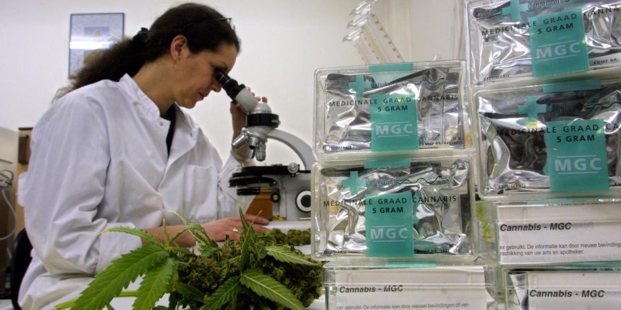 Justice Department takes no action on cannabis research applicants