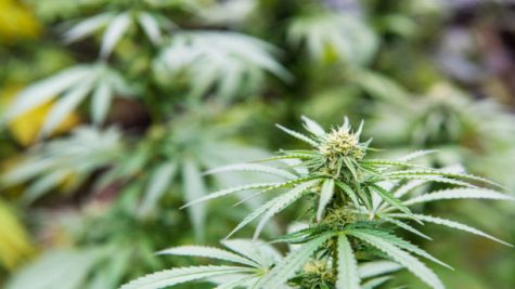 Canadian producer exports medical cannabis to New Zealand