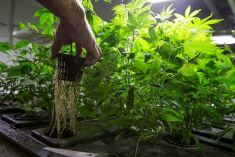 Washington state to look at options for cannabis home grows