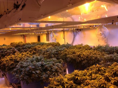 Bipartisan lawmakers press DEA to let researchers study cannabis from dispensaries