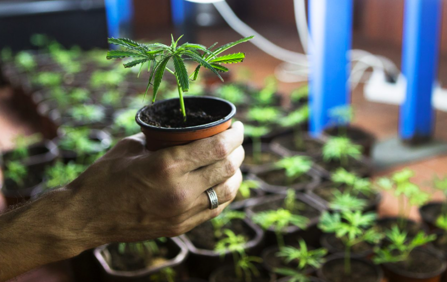 New study: 86% of Californias cannabis clones contaminated by pesticide