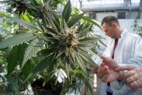 Senate panel urges feds to test legal cannabis products nationwide