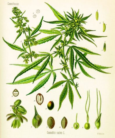 Colorado university exhibit celebrates cannabis art and science