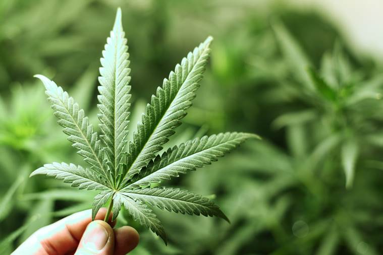 Sri Lanka launches first cannabis plantation to export to the U.S.