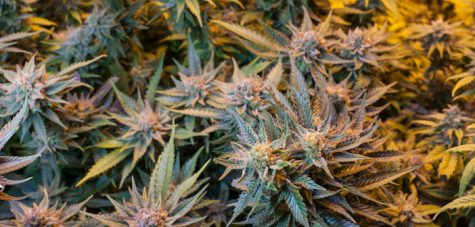 Jamaica starts exporting medicinal-grade weed products to newly legal Canada