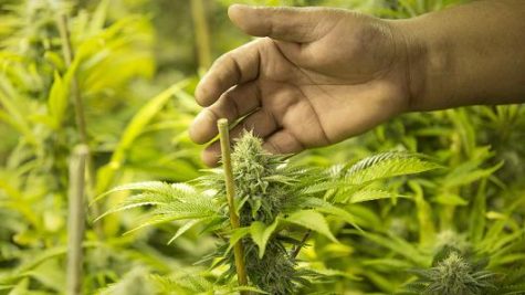 Another country is working on legalizing cannabis