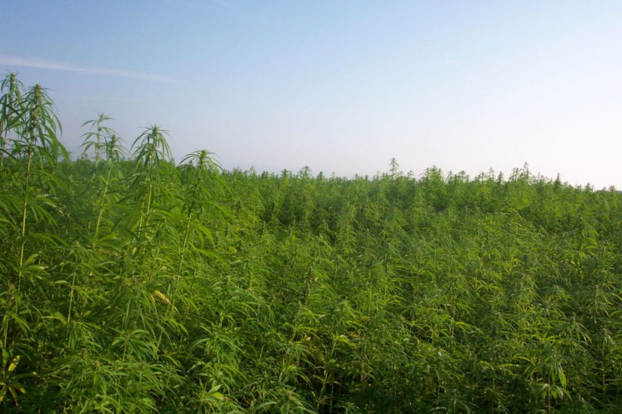Northwest Wisconsin Chippewa ready to grow hemp for medical purposes