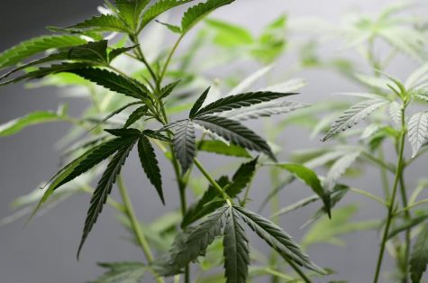 Massachusetts to move forward with new medical cannabis rules