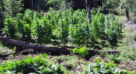 Thousands of illegal grows in California could attract federal intervention