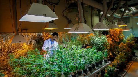 The American Psychological Association advocates to advance research on cannabis
