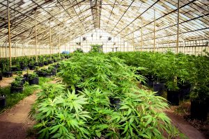 A growing problem: Cannabis farms look into reducing carbon footprint