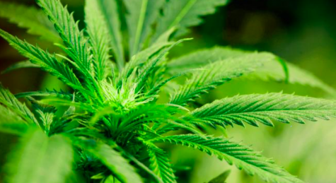 Ohio growers may have to break the law to start medical cannabis crops