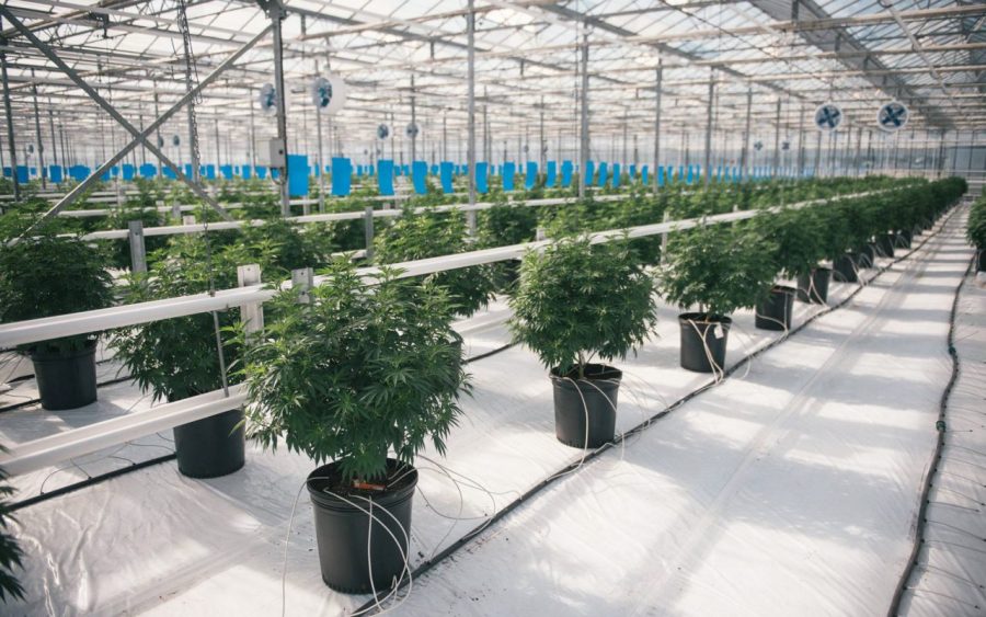 Canadas largest cannabis producer will double its greenhouse production
