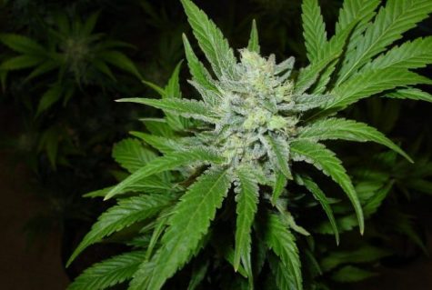Medical cannabis potency testing to expand in Colorado