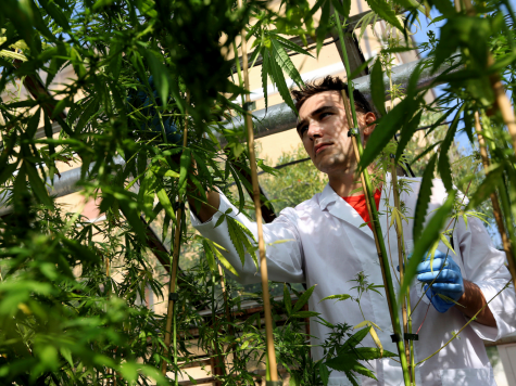 Northern Michigan University to offer new degree in growing cannabis