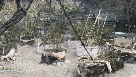 Northern California cannabis farms are ineligible for insurance