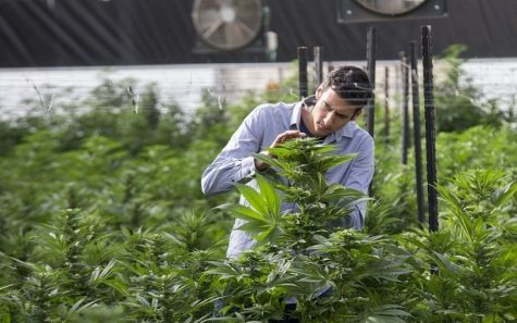 DEA wants researchers to grow less cannabis for medical studies in 2018