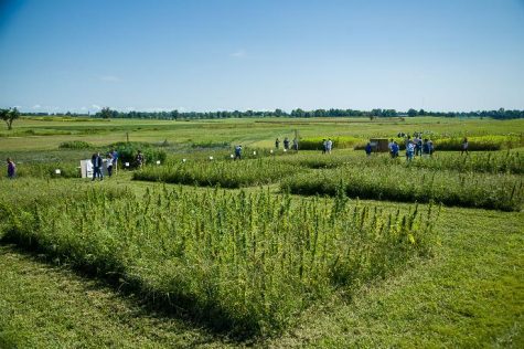 Missouri senator proposes bill to start an industrial hemp program
