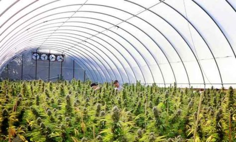 California’s new ordinance limits cannabis farms to one acre per person