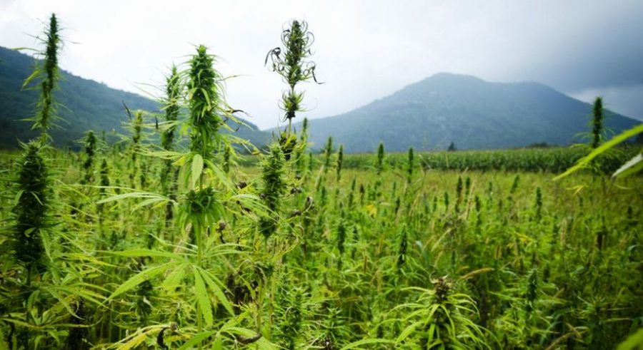 California and Colorado become partners, research the genetics of hemp