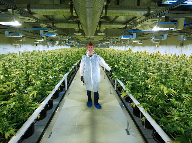 Aurora Cannabis stops production at Alberta greenhouse ‘indefinitely’
