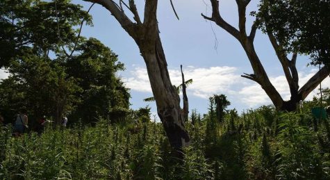 Jamaican cannabis farmers are afraid foreign investors will dominate the industry