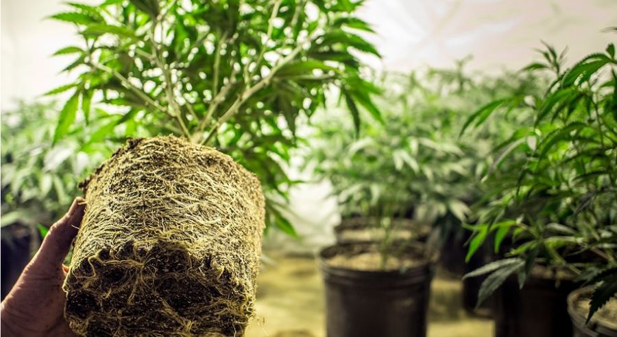 Washington State considers three alternatives for cannabis home-grows