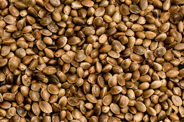 Colorado is now home to the first US-bred CDA approved hemp seed