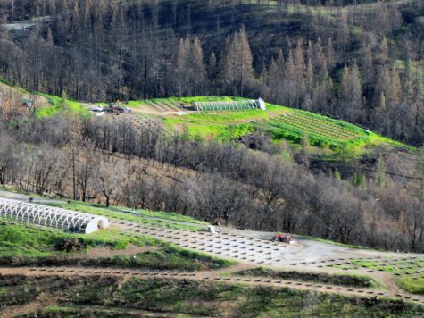California county faces backlash for imposing cannabis cultivation ban after collection millions in taxes from cannabis farmers