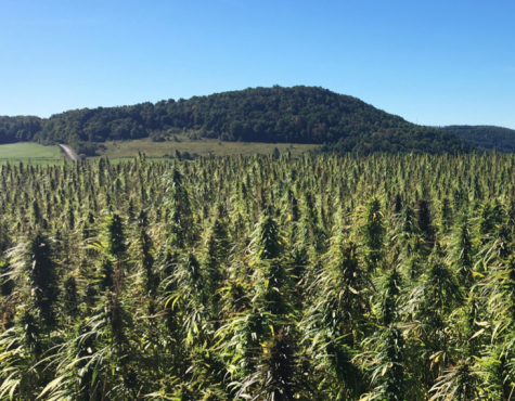 Canadian company plans to launch industrial hemp production in Maine