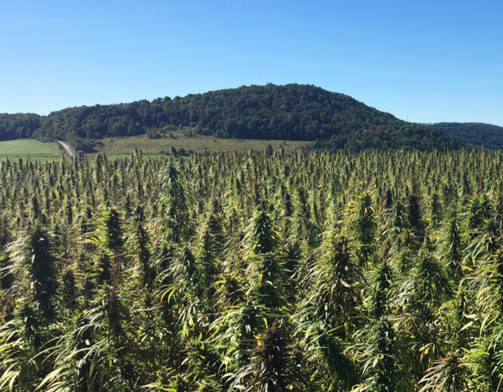 Canadian company plans to launch industrial hemp production in Maine