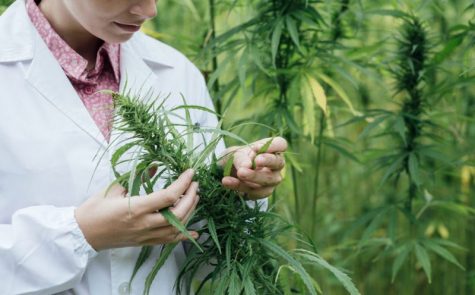 The top medical cannabis studies of 2017