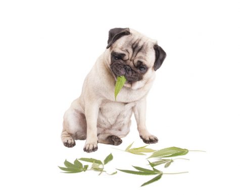 NY lawmakers are pushing to legalize medical cannabis for pets