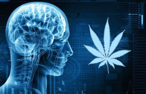 Michael J. Fox Foundation optimistic that cannabis could treat Parkinson’s disease