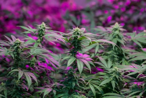 New Zealand Drug Foundation asks the Government to broaden their proposed medicinal cannabis bill