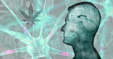 Cannabis for dementia: Is the green plant a suitable treatment for senior citizens?