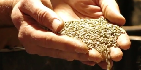 VIDEO: Oregon farmers get hip to hemp.