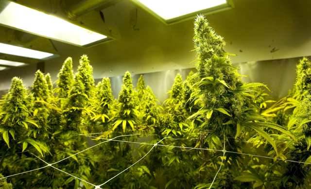 http://hempbeach.com/washington-applicants-seek-marijuana-grow-licenses-more-than-retail/