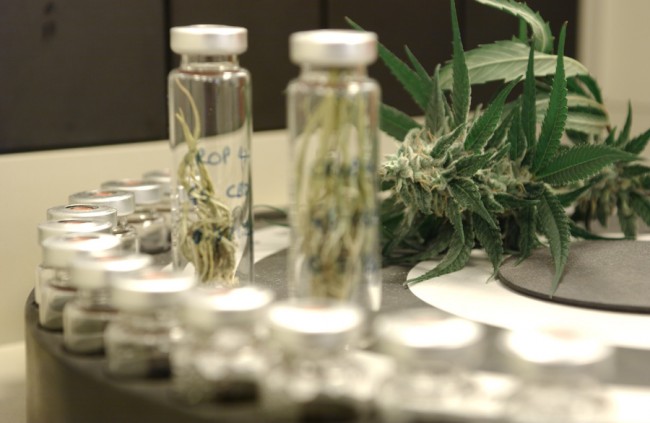 http://medicalcannabis.co.za/tag/cannabis-testing/