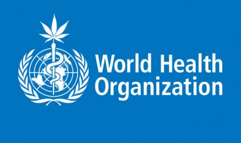 United Nations Drug Committee says cannabis is a “relatively safe drug”