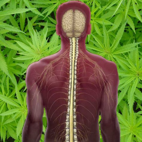 Using cannabis to treat spinal cord injuries: Studies show the plant’s efficacy as a treatment