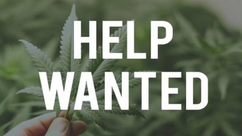 Increasing number of jobs depend on America’s cannabis industry