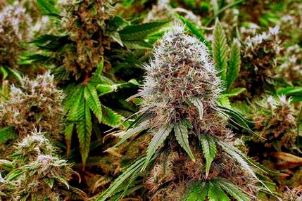 http://www.kitv.com/story/37486273/hawaii-the-new-medicinal-marijuana-destination